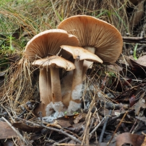 Tricholoma eucalypticum at Namadgi National Park - 25 May 2017