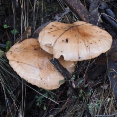 Tricholoma eucalypticum at Cotter River, ACT - 25 May 2017