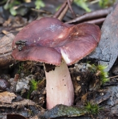 Russula 'purpureoflava group' at Tennent, ACT - 21 May 2017 by KenT