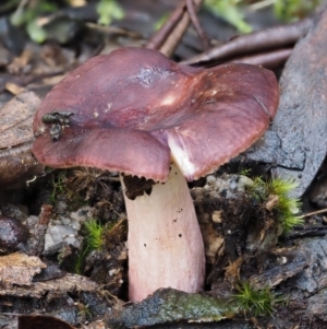 Russula 'purpureoflava group' at Tennent, ACT - 21 May 2017 01:02 PM