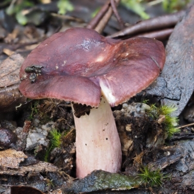 Russula 'purpureoflava group' at Namadgi National Park - 21 May 2017 by KenT