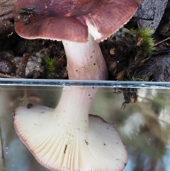 Russula 'purpureoflava group' at Tennent, ACT - 21 May 2017