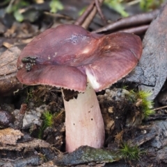 Russula 'purpureoflava group' at Tennent, ACT - 21 May 2017 01:02 PM