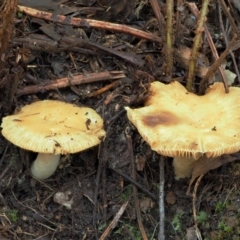 Russula neerimea at Namadgi National Park - 24 May 2017 by KenT