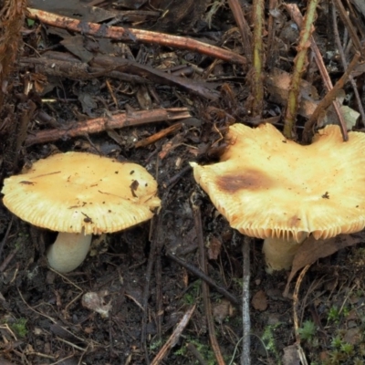 Russula neerimea at Cotter River, ACT - 25 May 2017 by KenT