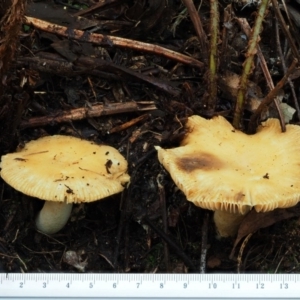 Russula neerimea at Cotter River, ACT - 25 May 2017 09:14 AM