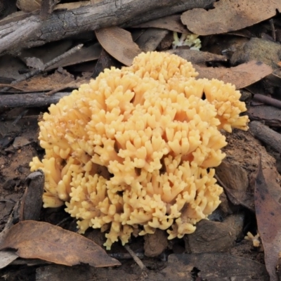 Ramaria sp. (A Coral fungus) at Cotter River, ACT - 25 May 2017 by KenT