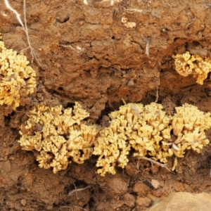 Ramaria sp. at Cotter River, ACT - 25 May 2017 11:48 AM