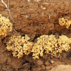 Ramaria sp. at Cotter River, ACT - 25 May 2017