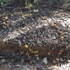 Ramaria sp. at Cotter River, ACT - 25 May 2017