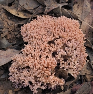 Ramaria sp. at Cotter River, ACT - 25 May 2017