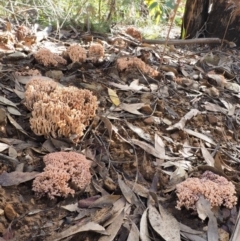 Ramaria sp. at Cotter River, ACT - 25 May 2017 11:35 AM