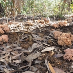 Ramaria sp. at Cotter River, ACT - 25 May 2017