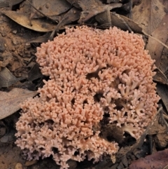 Ramaria sp. at Cotter River, ACT - 25 May 2017