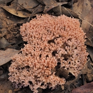 Ramaria sp. at Cotter River, ACT - 25 May 2017