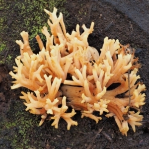 Ramaria sp. at Cotter River, ACT - 25 May 2017