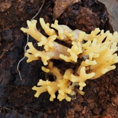 Ramaria sp. at Cotter River, ACT - 25 May 2017