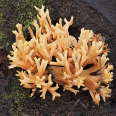 Ramaria sp. at Cotter River, ACT - 25 May 2017