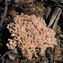 Ramaria sp. (A Coral fungus) at Namadgi National Park - 21 May 2017 by KenT