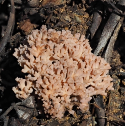 Ramaria sp. (A Coral fungus) at Namadgi National Park - 21 May 2017 by KenT