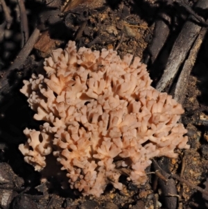 Ramaria sp. at Cotter River, ACT - 22 May 2017 09:17 AM