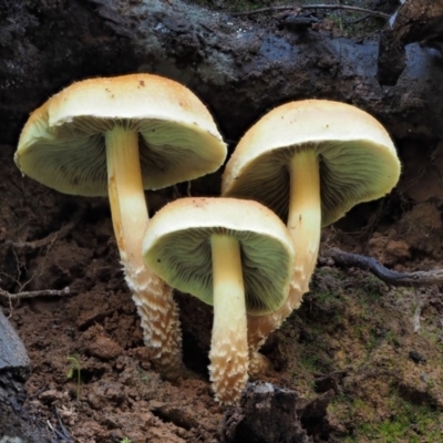 Hypholoma sp. (Hypholoma) at Namadgi National Park - 25 May 2017 by KenT