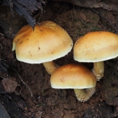 Hypholoma sp. at Cotter River, ACT - 25 May 2017