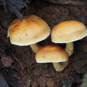 Hypholoma sp. at Cotter River, ACT - 25 May 2017