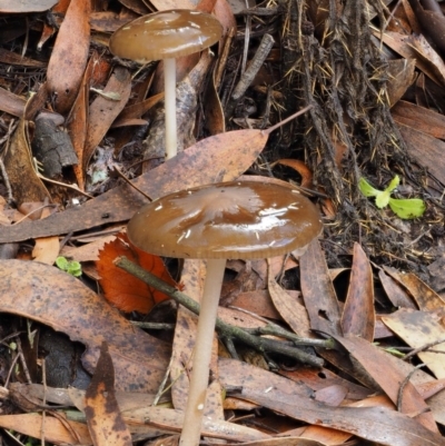 Oudemansiella gigaspora group (Rooting Shank) at Tennent, ACT - 21 May 2017 by KenT