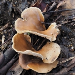 Pleurotus (Oyster Mushroom) at Tennent, ACT - 21 May 2017 by KenT