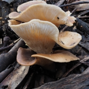 Pleurotus at Tennent, ACT - 21 May 2017 01:02 PM