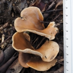 Pleurotus at Tennent, ACT - 21 May 2017 01:02 PM