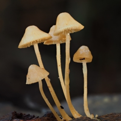 Mycena sp. (Mycena) at Namadgi National Park - 24 May 2017 by KenT