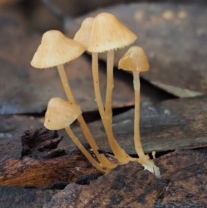 Mycena sp. at Cotter River, ACT - 25 May 2017 09:44 AM