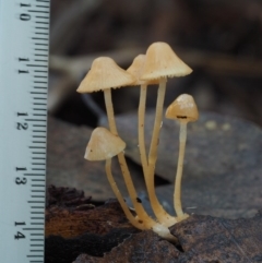 Mycena sp. at Cotter River, ACT - 25 May 2017 09:44 AM