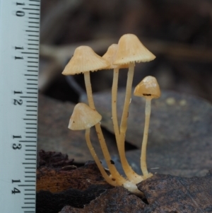 Mycena sp. at Cotter River, ACT - 25 May 2017