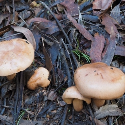 Tricholoma eucalypticum at Cotter River, ACT - 22 May 2017 by KenT