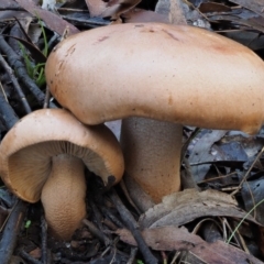 Tricholoma eucalypticum at Namadgi National Park - 22 May 2017