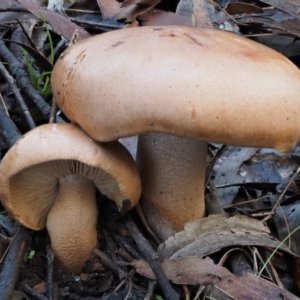 Tricholoma eucalypticum at Namadgi National Park - 22 May 2017