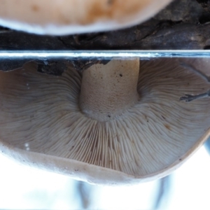 Tricholoma eucalypticum at Namadgi National Park - 22 May 2017 09:28 AM