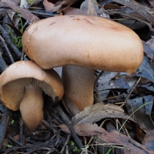 Tricholoma eucalypticum at Cotter River, ACT - 22 May 2017