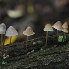 Mycena sp. (Mycena) at Cotter River, ACT - 22 May 2017 by KenT