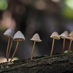 Mycena sp. at Cotter River, ACT - 22 May 2017