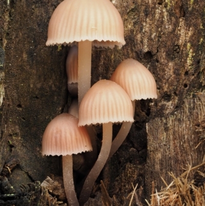 Mycena sp. (genus) (Mycena) at Tennent, ACT - 21 May 2017 by KenT