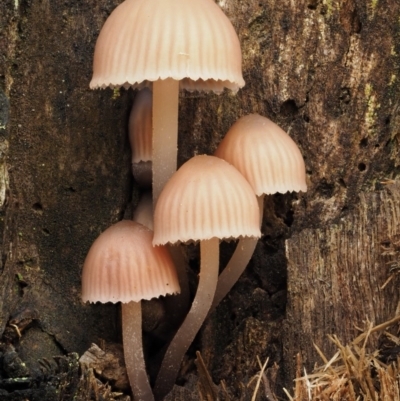 Mycena sp. (Mycena) at Tennent, ACT - 21 May 2017 by KenT