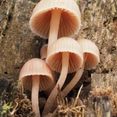 Mycena sp. at Tennent, ACT - 21 May 2017 11:32 AM