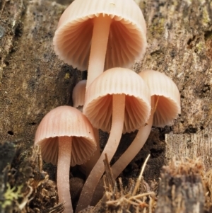 Mycena sp. at Tennent, ACT - 21 May 2017 11:32 AM