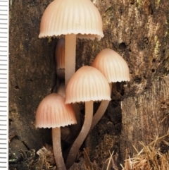 Mycena sp. at Tennent, ACT - 21 May 2017 11:32 AM