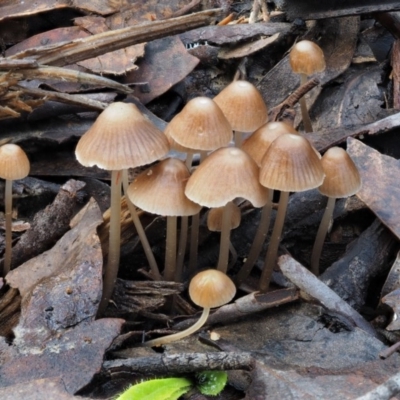 Mycena albidofusca at Namadgi National Park - 21 May 2017 by KenT