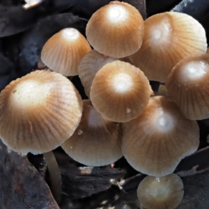 Mycena albidofusca at Tennent, ACT - 21 May 2017 11:42 AM